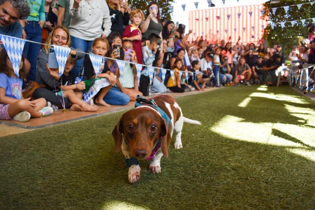 Wiener dog races at SteelCraft Bellflower Oktoberfest